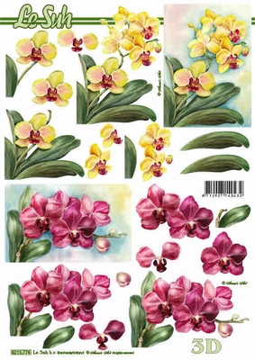 8215776 Orchideen