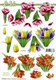 777392 Tulpen