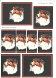 066663 Schneidebogen A4 Collie