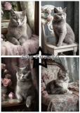 PFA125 Paperpack Shabby Cats A5