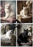 PFA125 Paperpack Shabby Cats A5