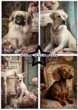 PFA126 Paperpack Shabby Dogs A5