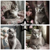 PF281 Papierpack Shabby Cats