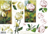 4169160 Sch�ne Rosen