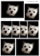 066662 Pyramidenbogen Hund