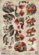 CD10757 AD Schneidebogen Autumn Moments Paddenstoelen