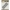 YCD10112 YC Stanzschablone Celebrating Christmas Holly border