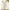 PM10156 PM Stanzschablone Blooming Sommer Rose Edge PM10156 PM Stanzschablone Blooming Sommer Rose Edge