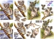 8215126 Koalas