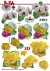 777296 Orchidee, Rosen