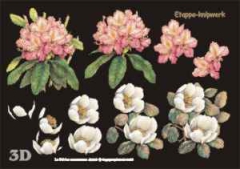 416946 Rhododendron