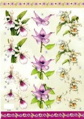 PG005 Orchideen
